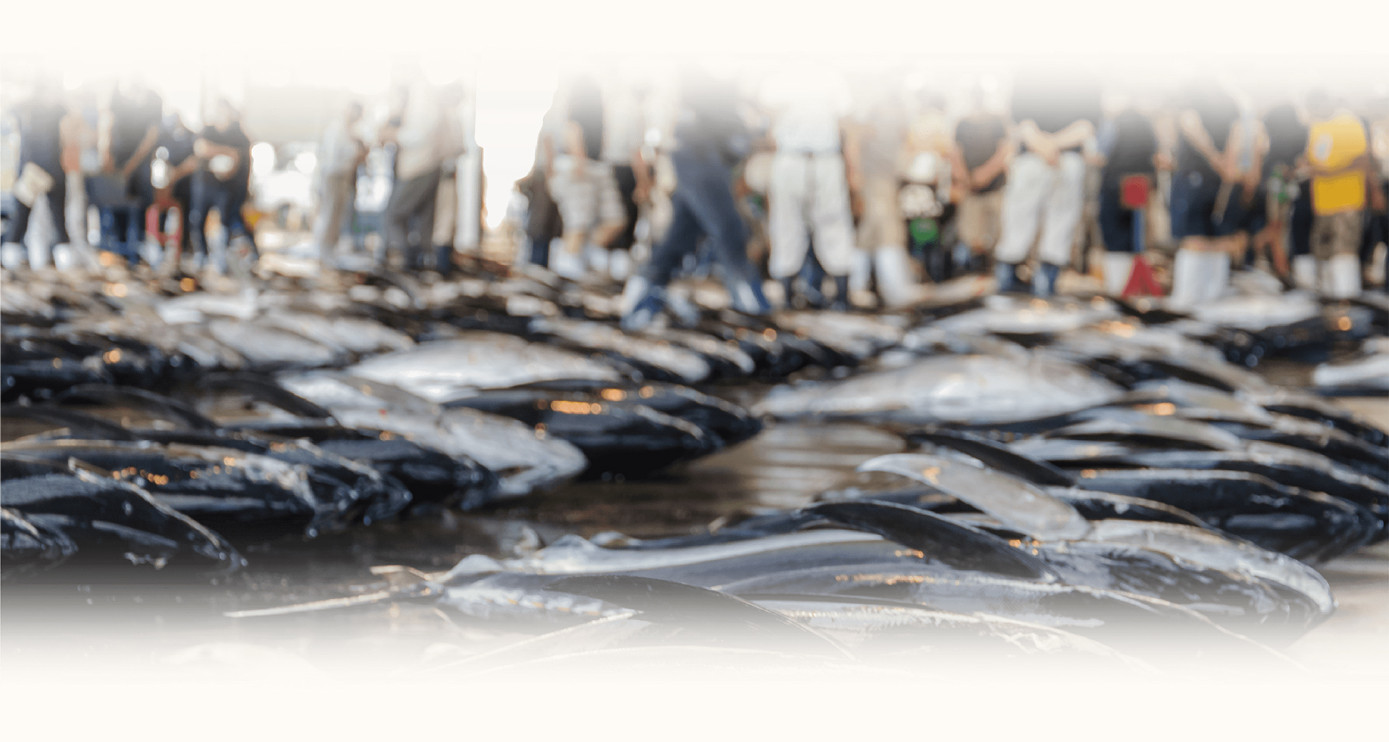 超鮮度の「生」本マグロぜひご賞味ください