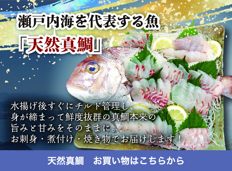 天然真鯛